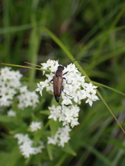 Lepturini