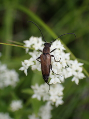 Lepturini