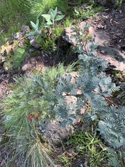 Indigofera australis