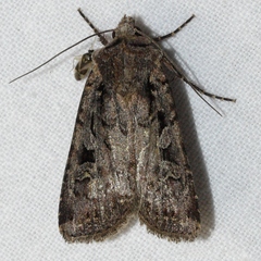 Euxoa tessellata
