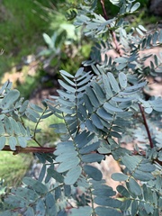 Indigofera australis