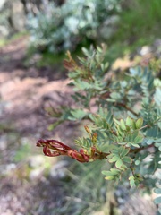 Indigofera australis