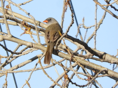 Embernagra platensis