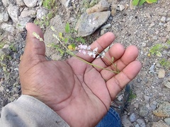 Boerhavia xantii