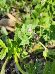 Erodium moschatum