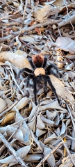 Brachypelma albiceps