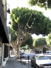 Ficus prolixa