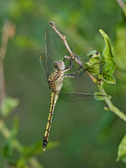 Orthetrum caledonicum