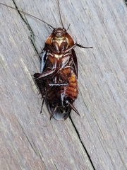 Periplaneta fuliginosa