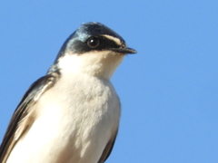 Tachycineta leucorrhoa