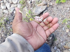 Boerhavia xantii