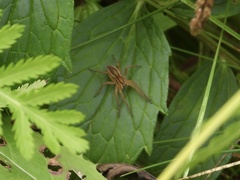 Dolomedes striatus