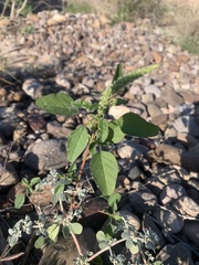 Amaranthus palmeri