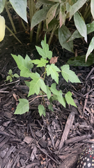 Acer ginnala