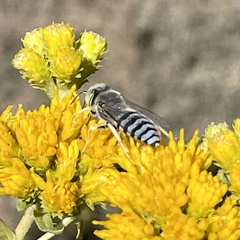 Bembix americana comata