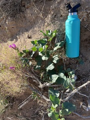 Mirabilis multiflora