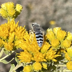 Bembix americana comata