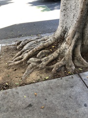 Ficus prolixa