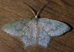 Chloropteryx opalaria