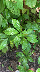 Psychotria nervosa