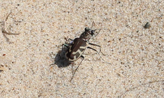 Cicindela formosa