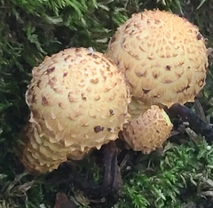 Pholiota