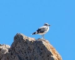 Larus michahellis