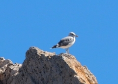 Larus michahellis