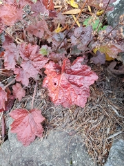 Heuchera micrantha