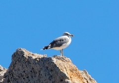 Larus michahellis