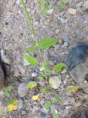 Boerhavia xantii