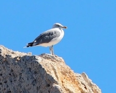 Larus michahellis