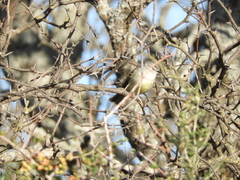 Serpophaga subcristata