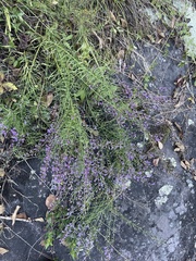 Liatris microcephala