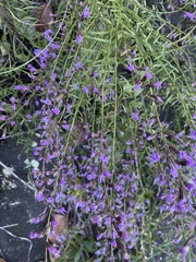 Liatris microcephala