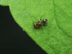 Camponotus planatus