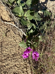 Mirabilis multiflora