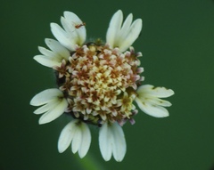 Tridax