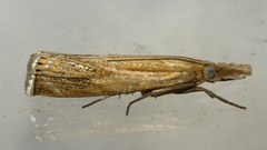 Crambus