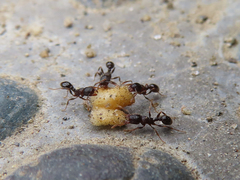 Tetramorium tsushimae