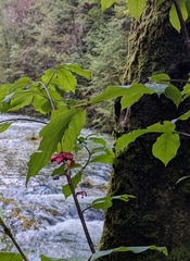 Euonymus latifolius