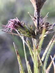 Liatris hirsuta