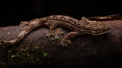 Thecadactylus rapicauda