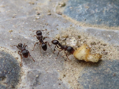 Tetramorium tsushimae