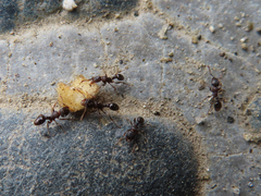 Tetramorium tsushimae