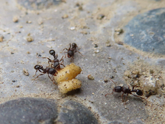 Tetramorium tsushimae