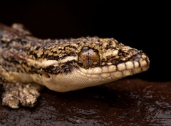 Thecadactylus rapicauda