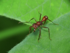 Ectatomma tuberculatum