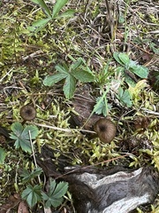 Entoloma