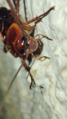 Periplaneta americana